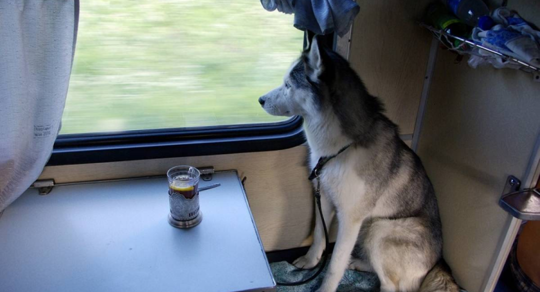 перевозка собак в поезде дальнего следования. питомец в поезде. собака в автобусе. перевозка собак в поезде дальнего следования. перевозка собак в поезде дальнего следования.