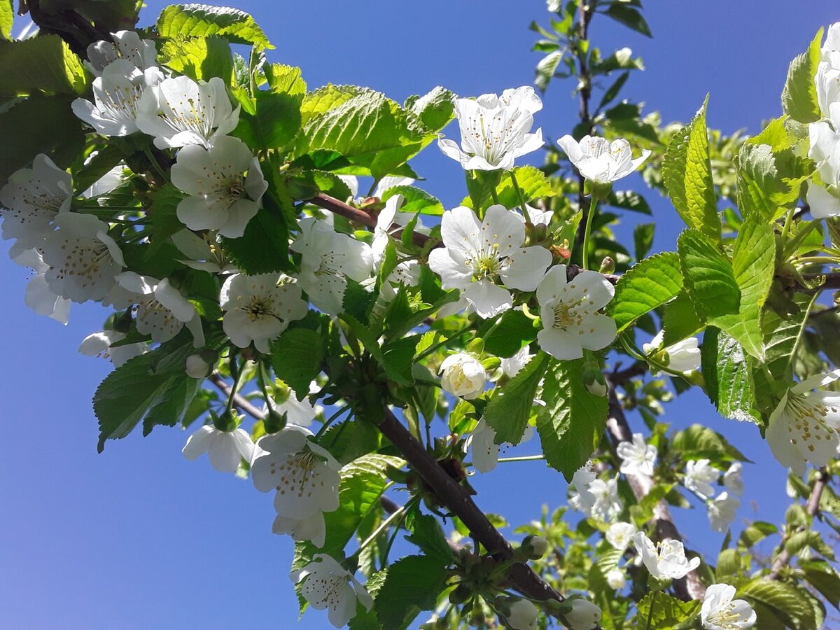 Цветущая черешня