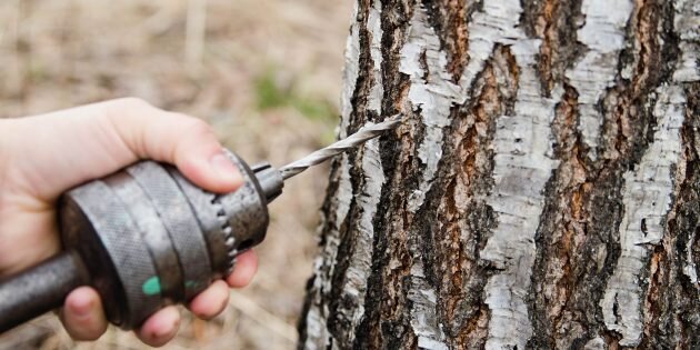 Не делайте в стволе слишком глубокие или широкие отверстия, чтобы не навредить дереву / Фото: Alexandra Osina / Shutterstock📷
