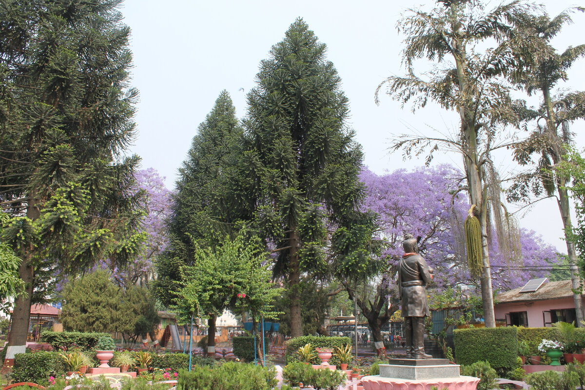 Катманду. Араукарии на фоне цветущих палисандров.