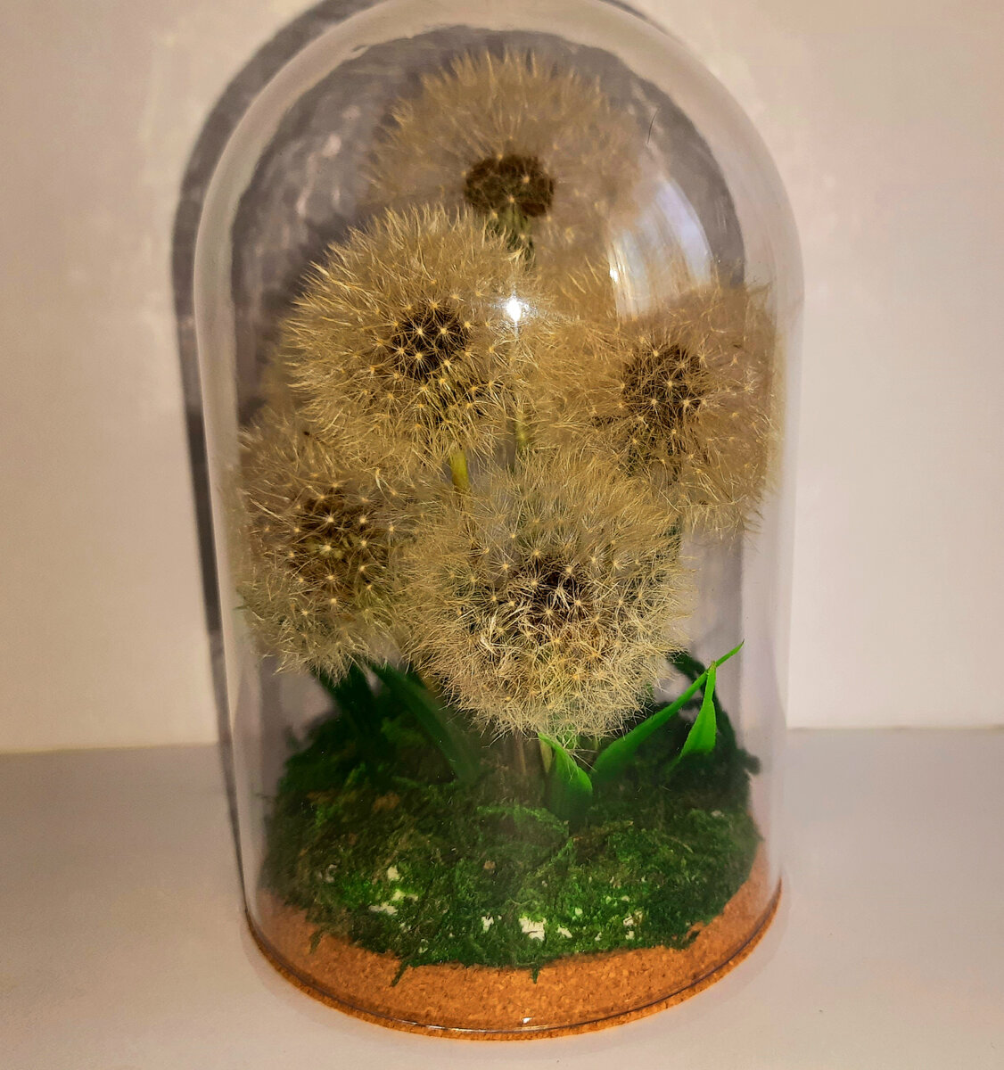 Одуванчики