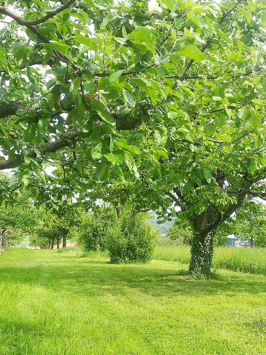Вот они краски жизни и зелёная энергия жизни 😍