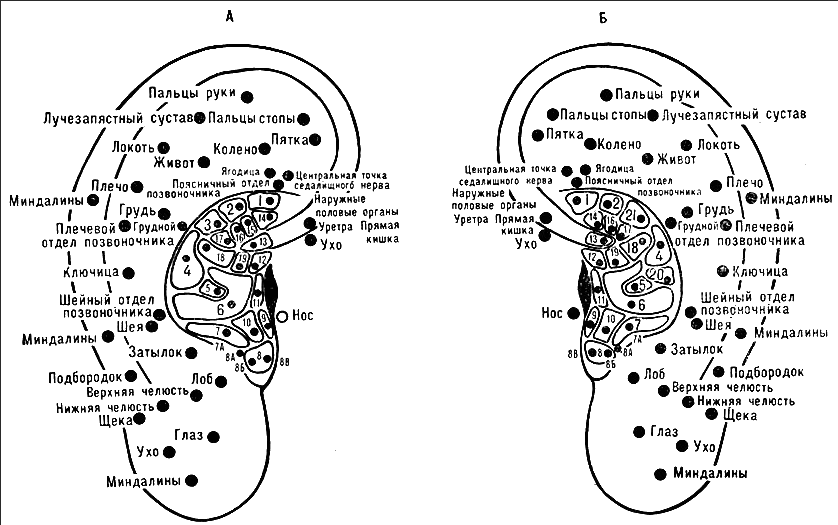 Биология точки. Точки акупунктуры на ушной раковине. Акупунктурные точки ушной раковины. Ушная раковина точки акупунктуры органов. Схема точек акупунктуры ушной раковины.