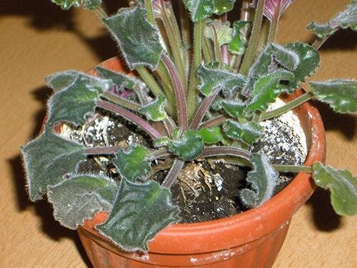 Узамбарские фиалки, столь любимые многими цветоводами нашей страны, как и другие комнатные растения, к сожалению, подвержены нападениям вредителей, страдают от неправильного ухода и довольно тяжело переносят заболевания грибкового, бактериального и вирусного характера.