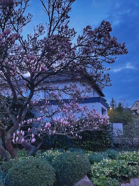 Это я вышла погулять и проходя мимо чьего-то садика увидела эту прекрасную магнолию.