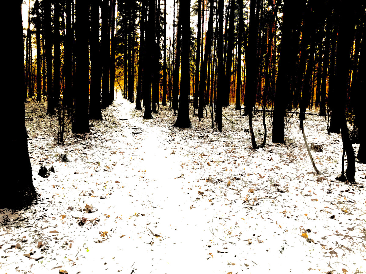 Фото сделанное мною в зимнем лесу 