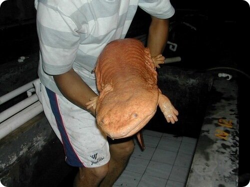 Саламандра выглядит крайне необычно.