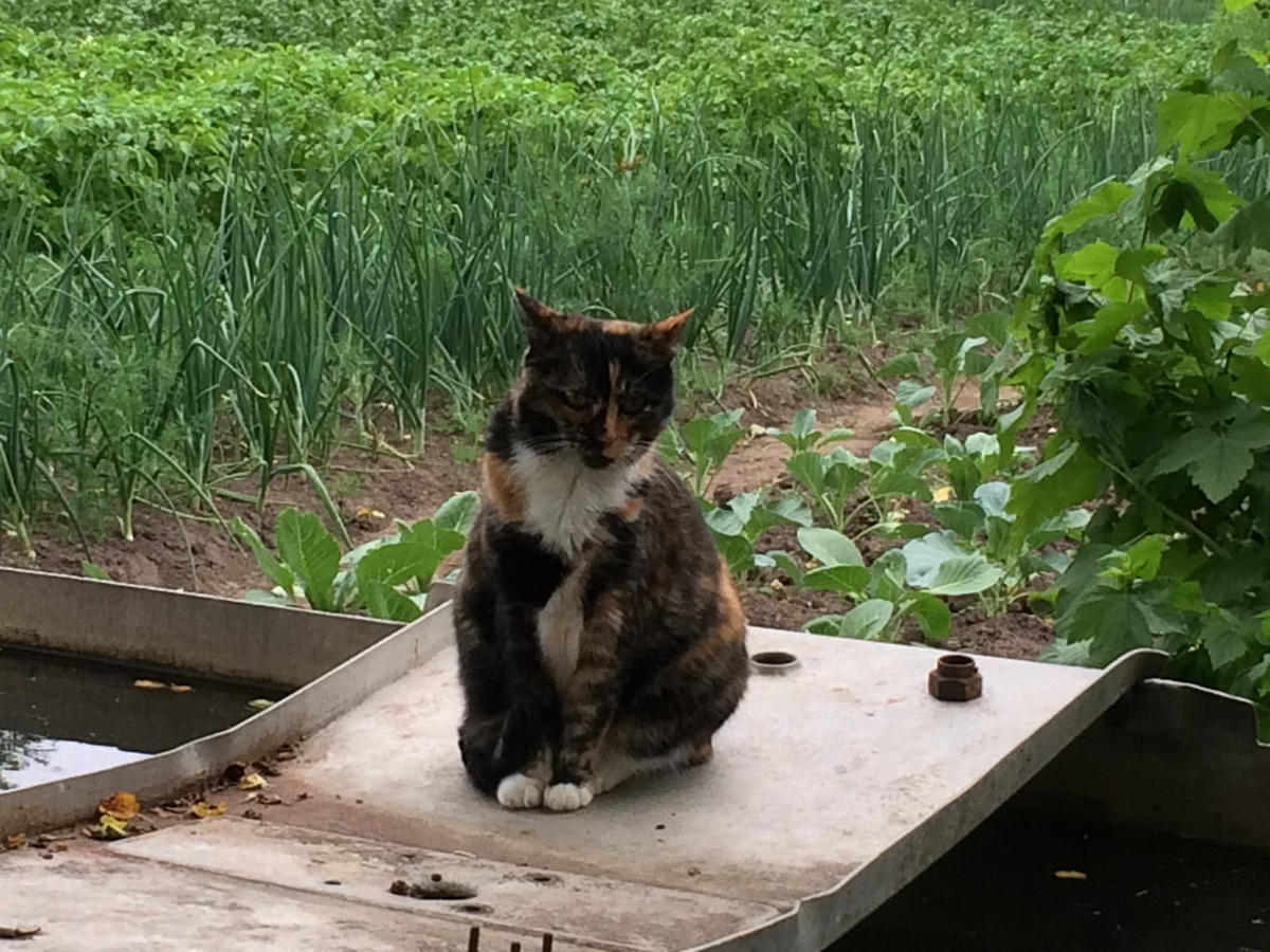 🐱 Неожиданно для себя кошка Василиса открыла купальный сезон | Коты&Люди |  Дзен