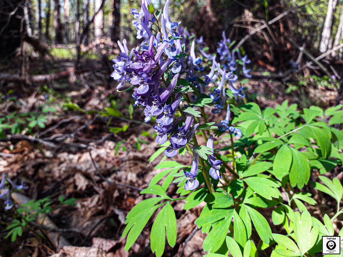 Хохлатка Purple Beauty