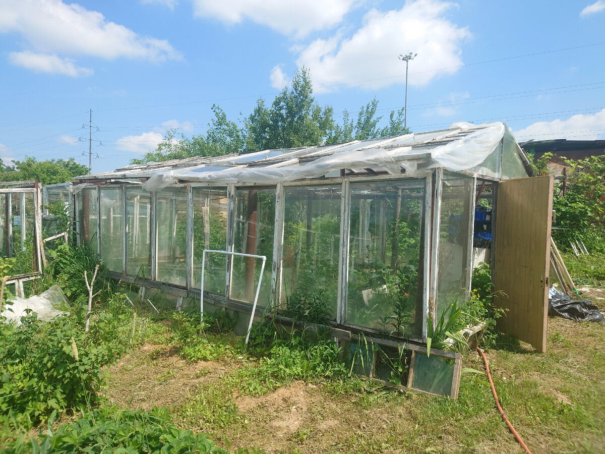 Теплица с огурцами