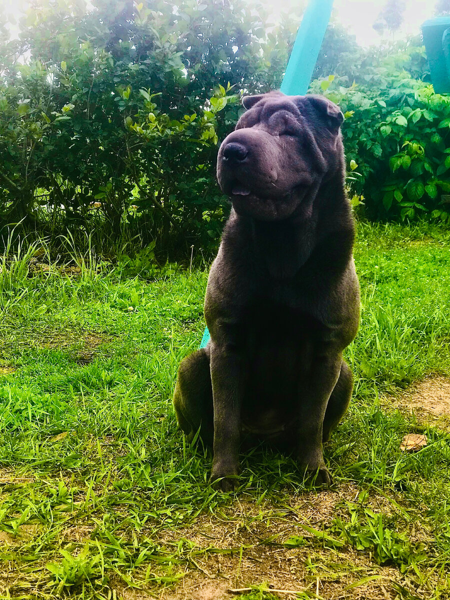 #шарпей #собака #характерсобаки