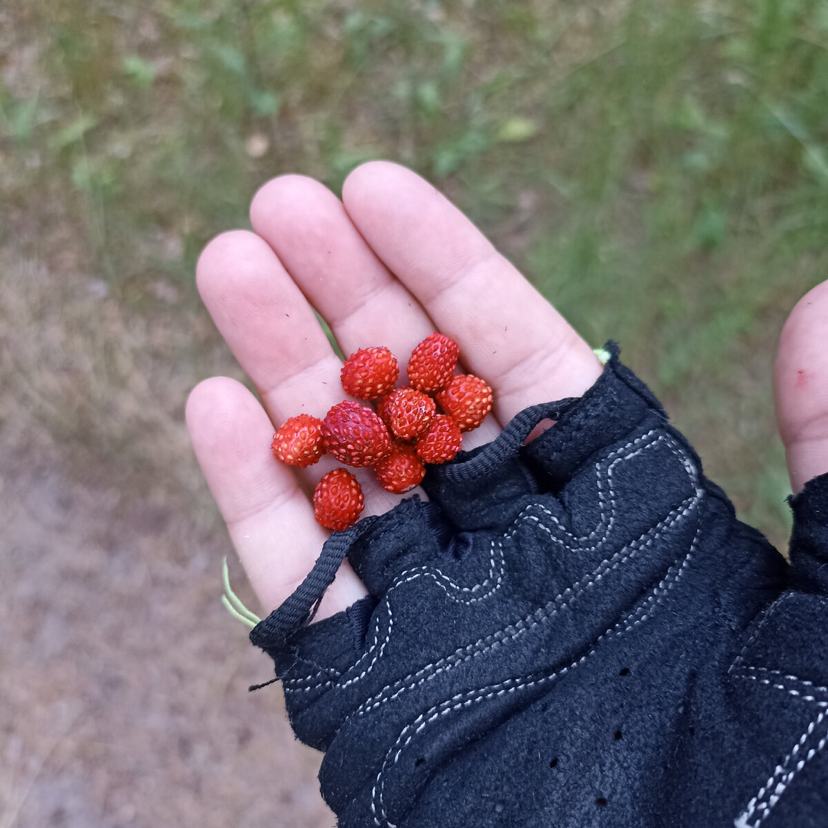 Земляника. Найдена в процессе покатушек