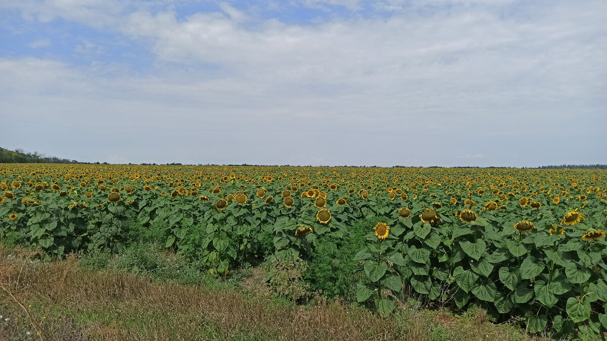 Подсолнуховое поле