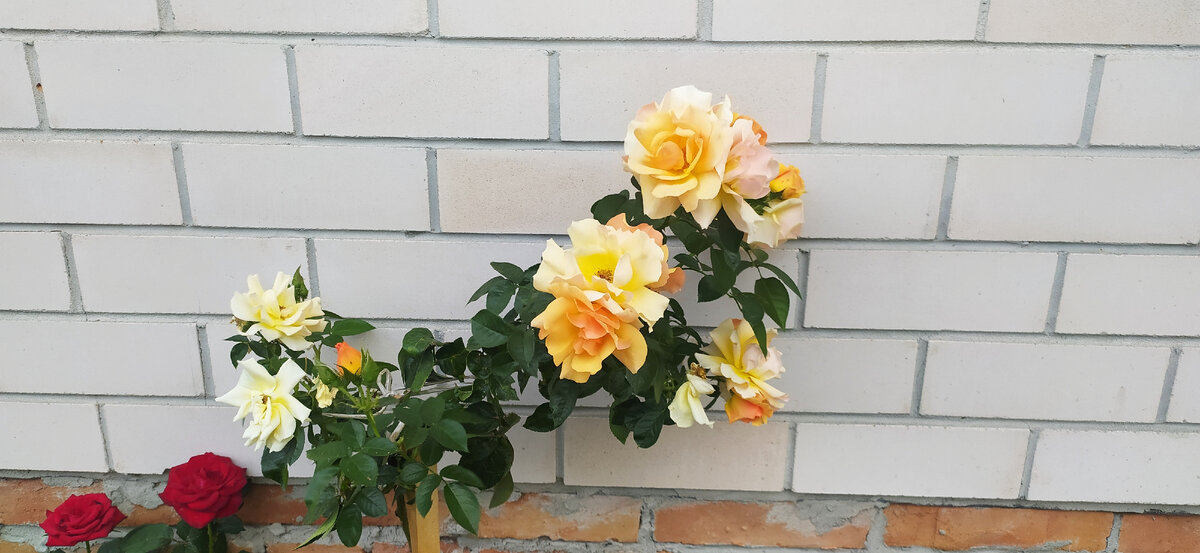 Моя штамбовая роза 