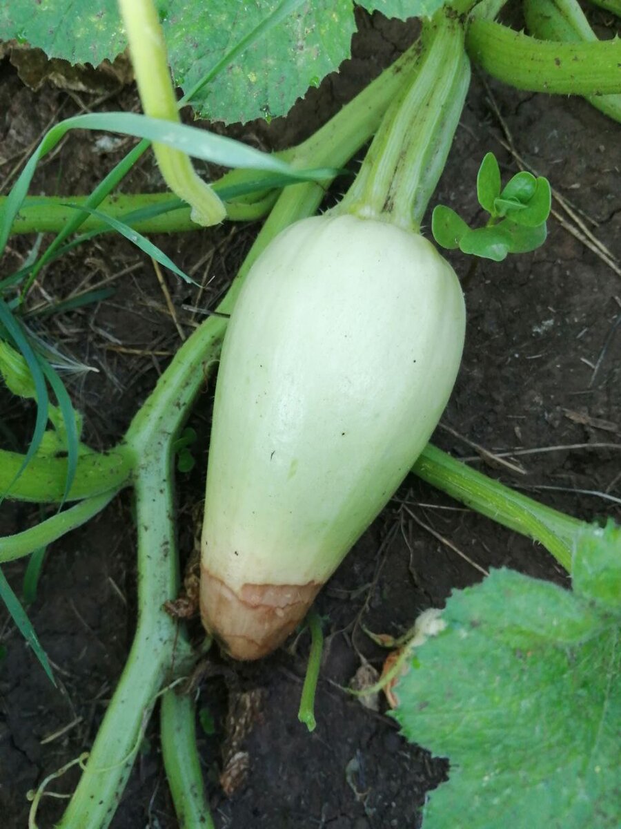 ����������� �����