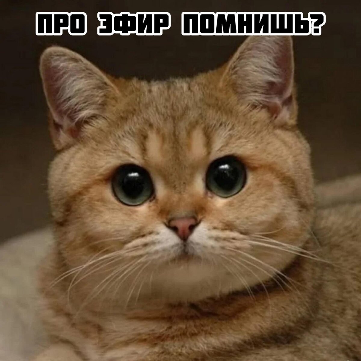 Эфир на канале долголетие