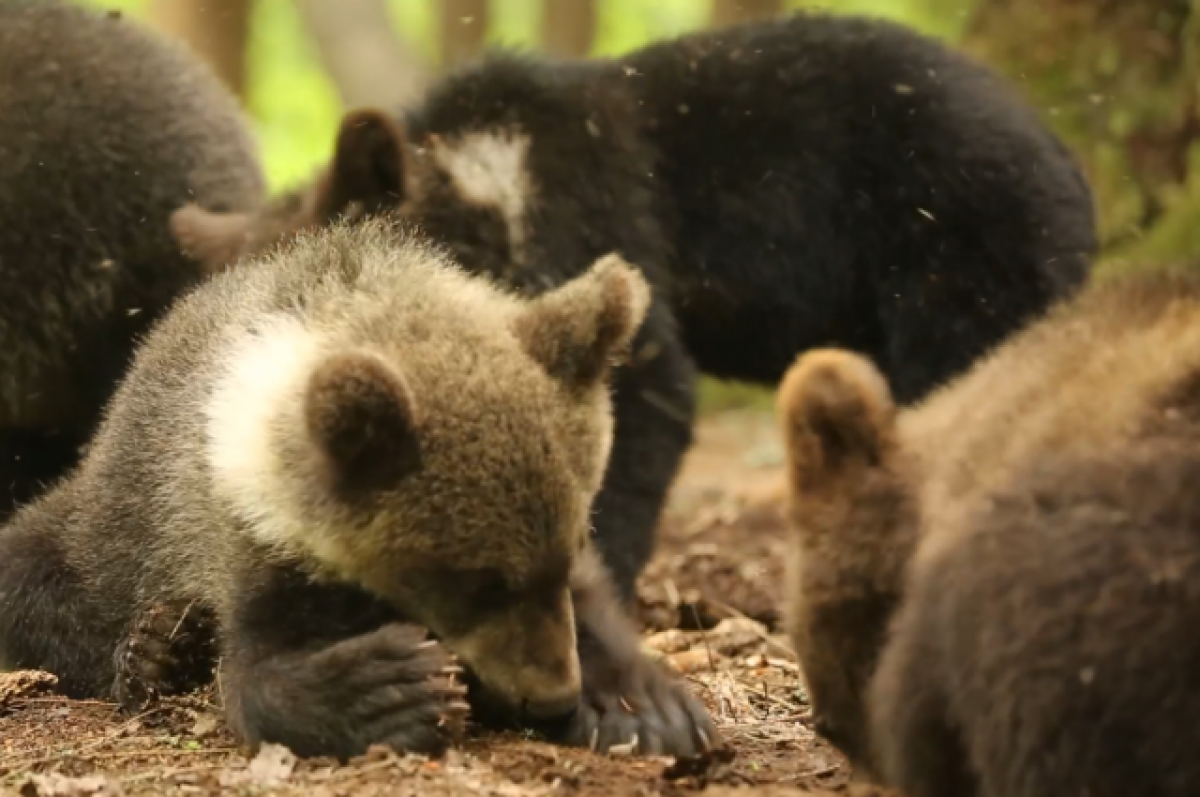 уссурийский заповедник приют для медвежат рисунок. найдите медведя. тверская область ким медведь. медведь в берлоге картинки. что нашли медвежата.