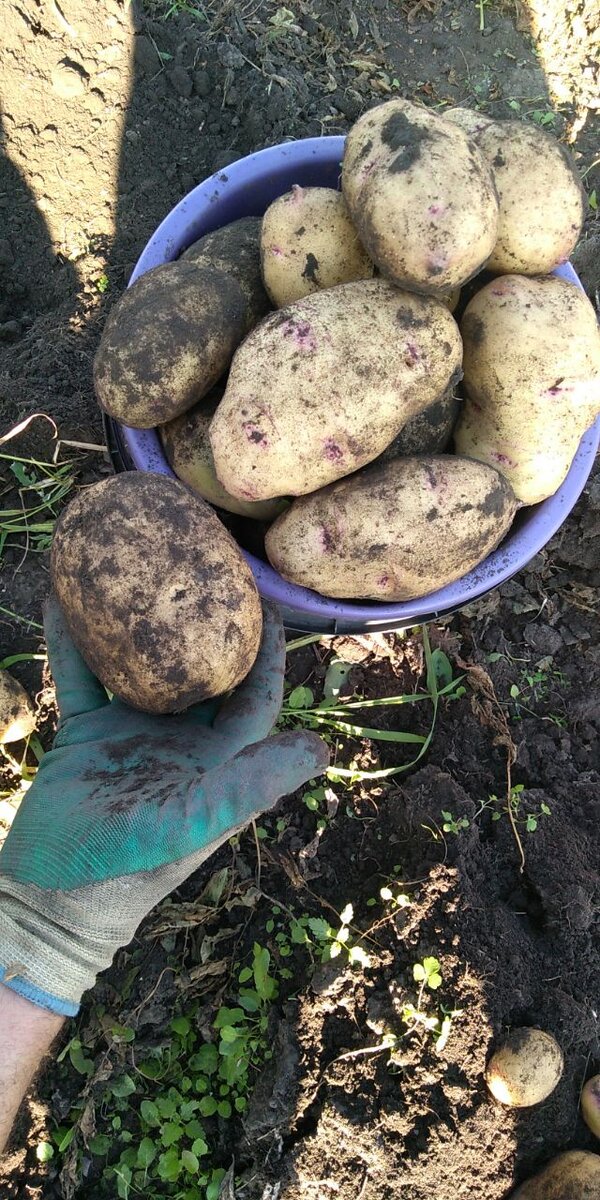 Урожай подписчицы Дачного агронома 