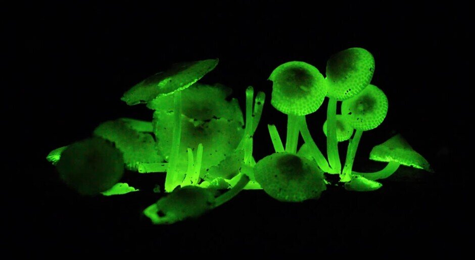    Листайте фото и читайте описания! Источник: BMC Ecology and Evolution 2022