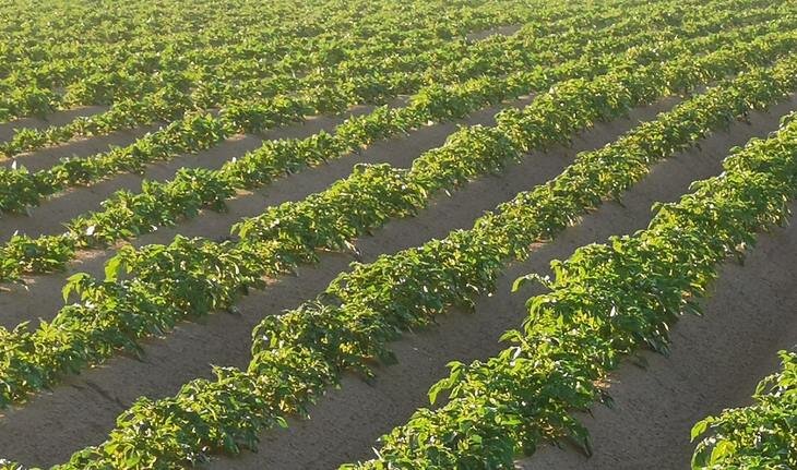    Картофель и цитрусовые в агроэкспорте Египта приносят миллионы долларов