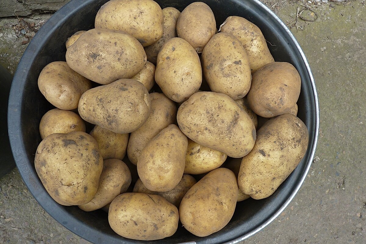 В последние годы жители Кубани все чаще жалуются на плохую сохранность собранного урожая картофеля. Чаще всего во время хранения его поражает картофельная моль, которая способна уничтожить 80% урожая.