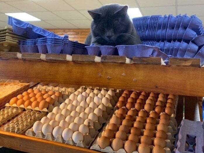 Кот в магазине. Bсточник фото: @Bodega Cats