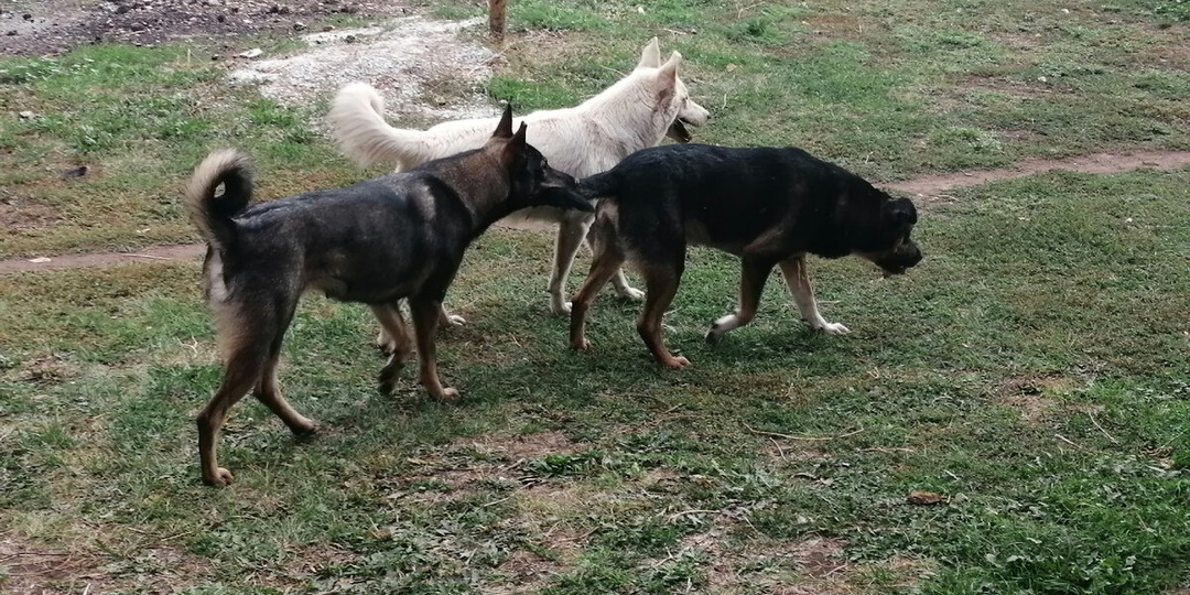 Бездомных собак станет меньше, если программу стерилизации пройдут все животные, а домашних чипируют