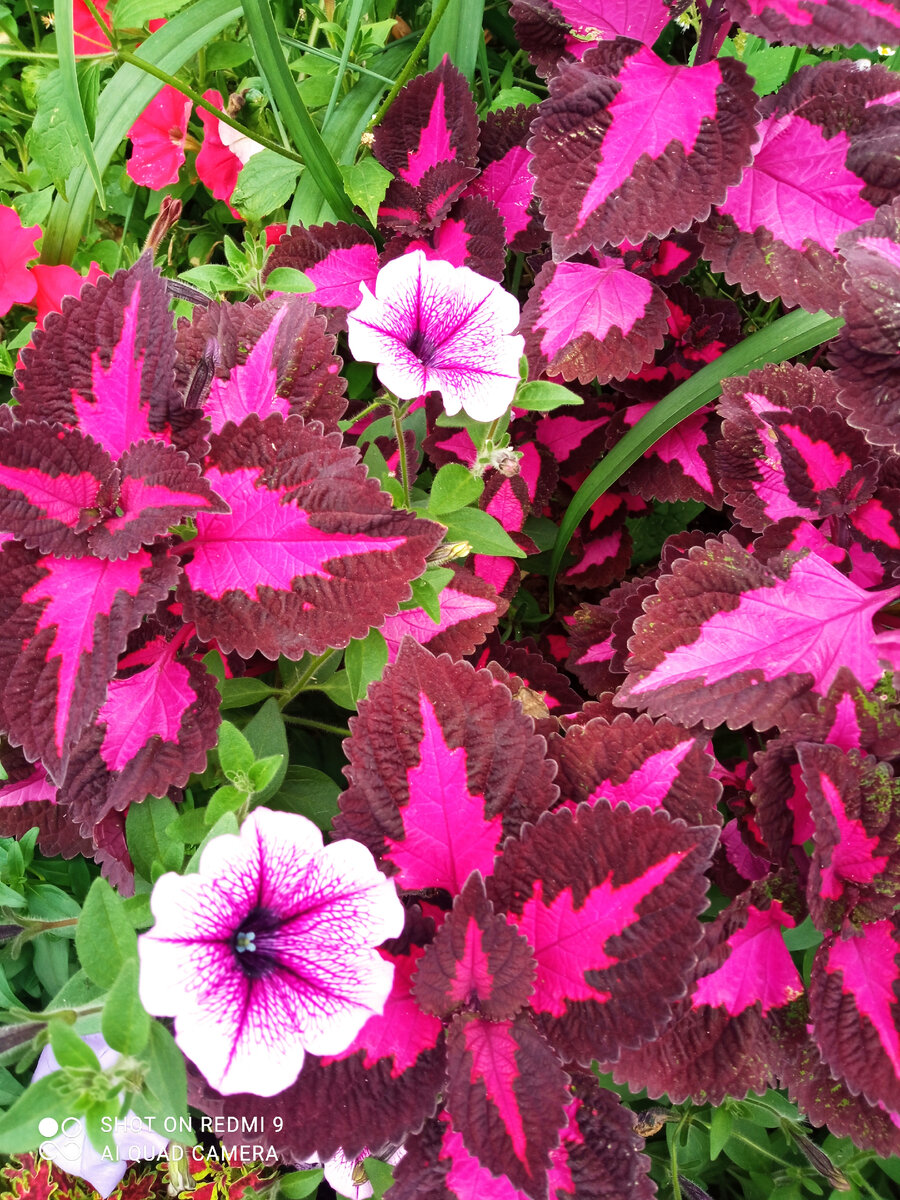 Какие яркие цвета, очень выделяется на клумбе, его не возможно не заметить.