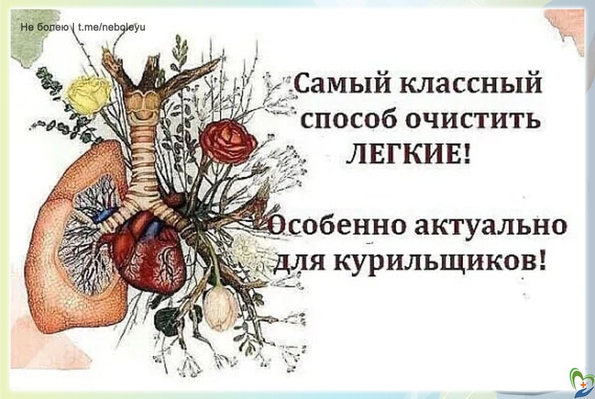 КАК ОЧИСТИТЬ ЛЕГКИЕ? ОТВЕТ ПРОСТ - ЛУЧШИЙ СПОСОБ | Жить в радость | Дзен