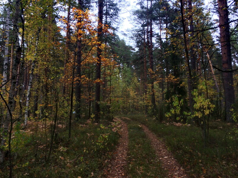 Мещерский лес.