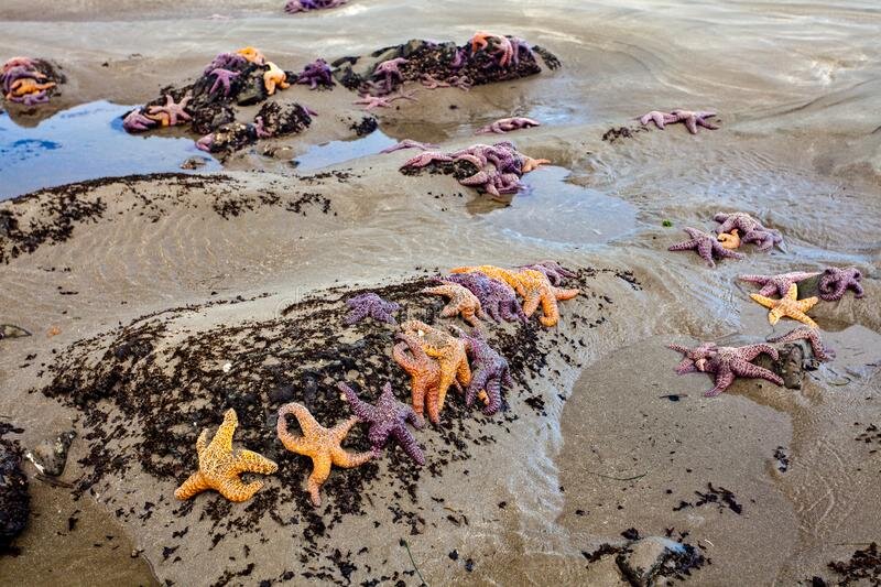 Морские звезды, выброшенные на пляж
