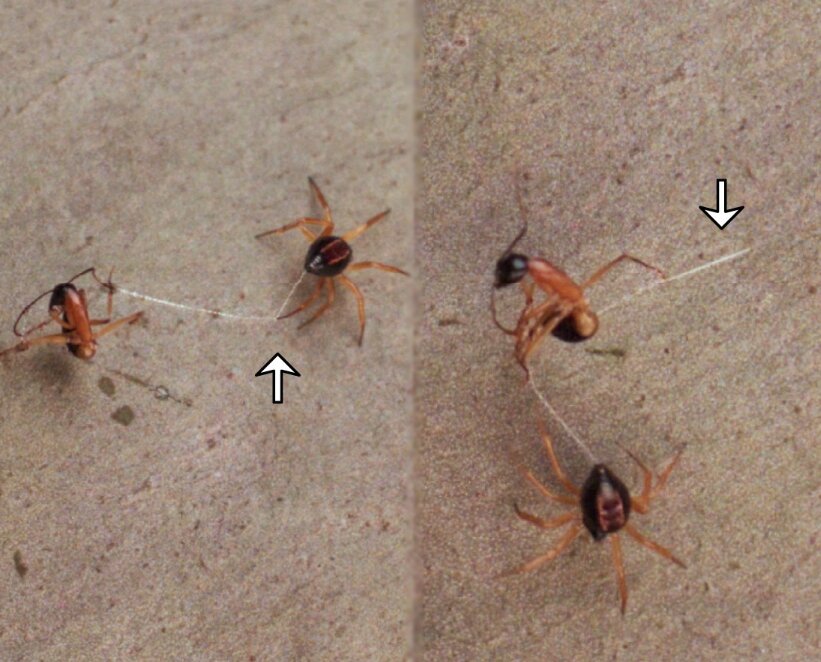 «Акробатический удар» тенётника, в ходе которого он цепляет нить паутины на муравьишку.