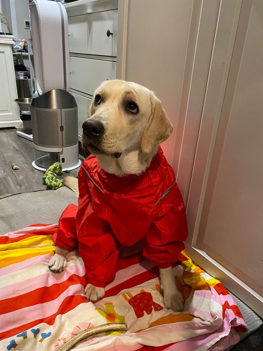 лабрадор Валнериз Презен Пёфект пытается взглядом выразить свое отношение к обновке.