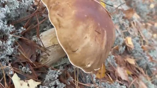 Великий Чиптюнер | грибочки в нижегородской области | Дзен