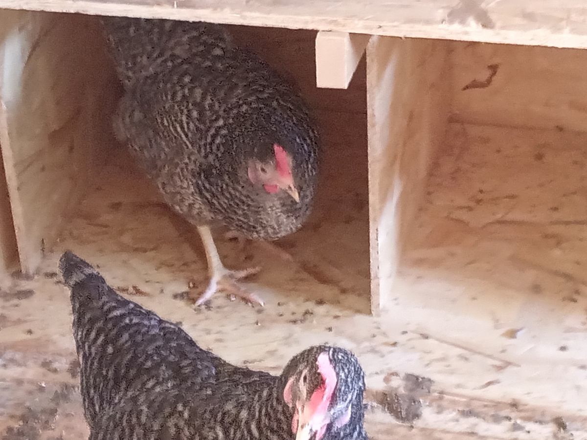 
Куры Доминант хорошо известны фермерам и сельским жителям. Эти домашние птицы преобладают высокой стойкостью к заболеваниям, нетребовательны к условиям содержания. Они привлекают не только внешними характеристиками, но и хорошей продуктивностью. Разводят кур для реализации мясных тушек и яиц.


Куры Доминант – это гибрид нескольких пород (так называемый «кросс»), выведенный чешскими селекционерами. Потомство от таких кур никогда не будет обладать такими же прекрасными характеристиками, как и их родители. Кроссы не предназначены для дальнейшего разведения, так как птенцы Доминантов будут обладать практически такими же характеристиками, как и обычные домашние куры.


avito.ru
РЕКЛАМА
Содержание
1 Описание кросса
2 Достоинства и недостатки кросса
3 Продуктивность
4 Разновидности кур
5 Условия содержания
6 Разведение
7 Уход и содержание молодняка и взрослых птиц
8 Болезни и профилактика
9 Мнение фермеров о кроссе
Описание кросса
Куры отличаются массивным телом и короткими лапами. Голова у кур изящная и небольшая, на ней пестрит гребешок и алые сережки. Нередко эту птицу разводят не только для вывода продукции, но и ради красоты.

Особенностью этих кур является высокая яйценоскость, за счет чего птицы Доминант считаются настоящими рекордсменами. Благодаря этому заводчики получают неплохую выгоду, причем птицы неприхотливы в еде и могут самостоятельно подкармливать себя при свободном выгуле.

Удобством кросса является то, что даже в маленьком возрасте легко отличить самок от самцов. У кур более темное оперение, у петухов – светлое.