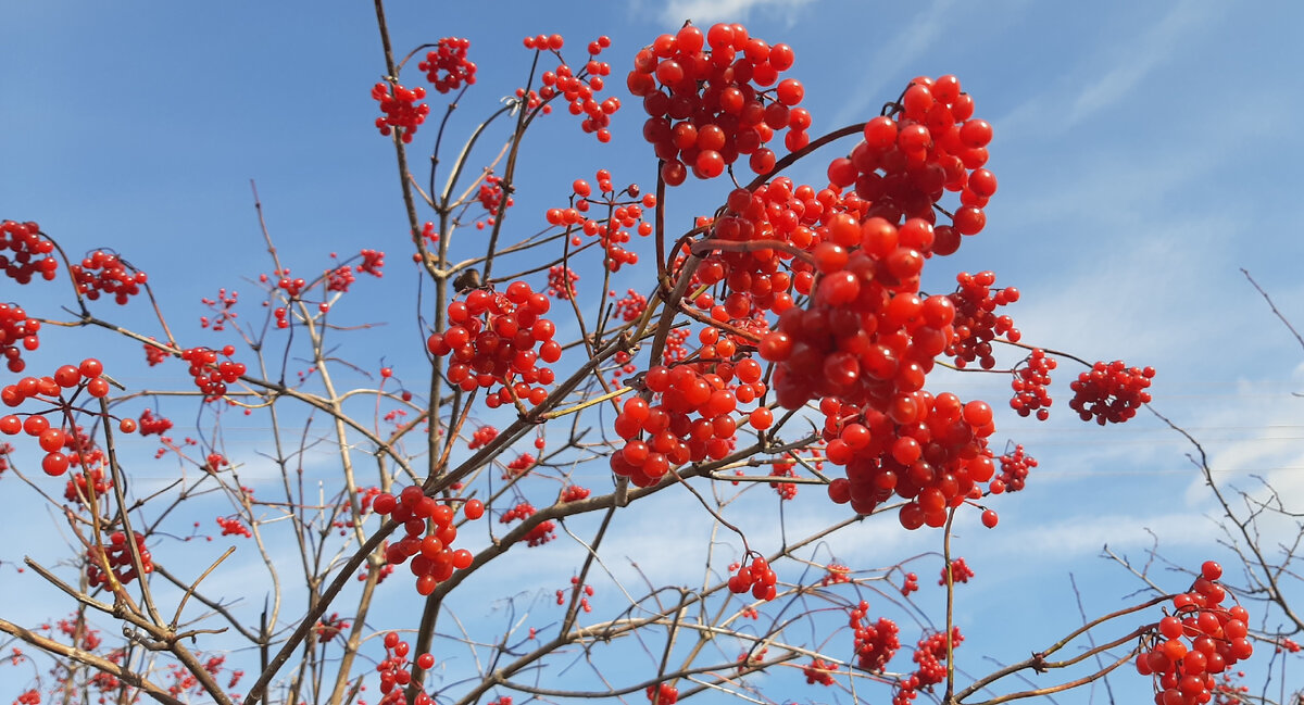 Как сделать ягоды калины из термоклея своими руками. DIY How to make viburnum berries from hot glue