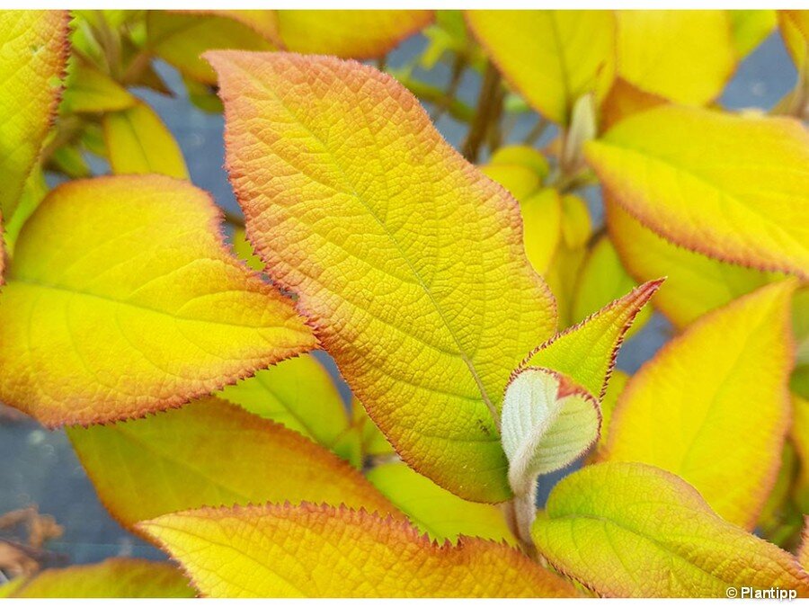 HYDRANGEA aspera Goldrush.