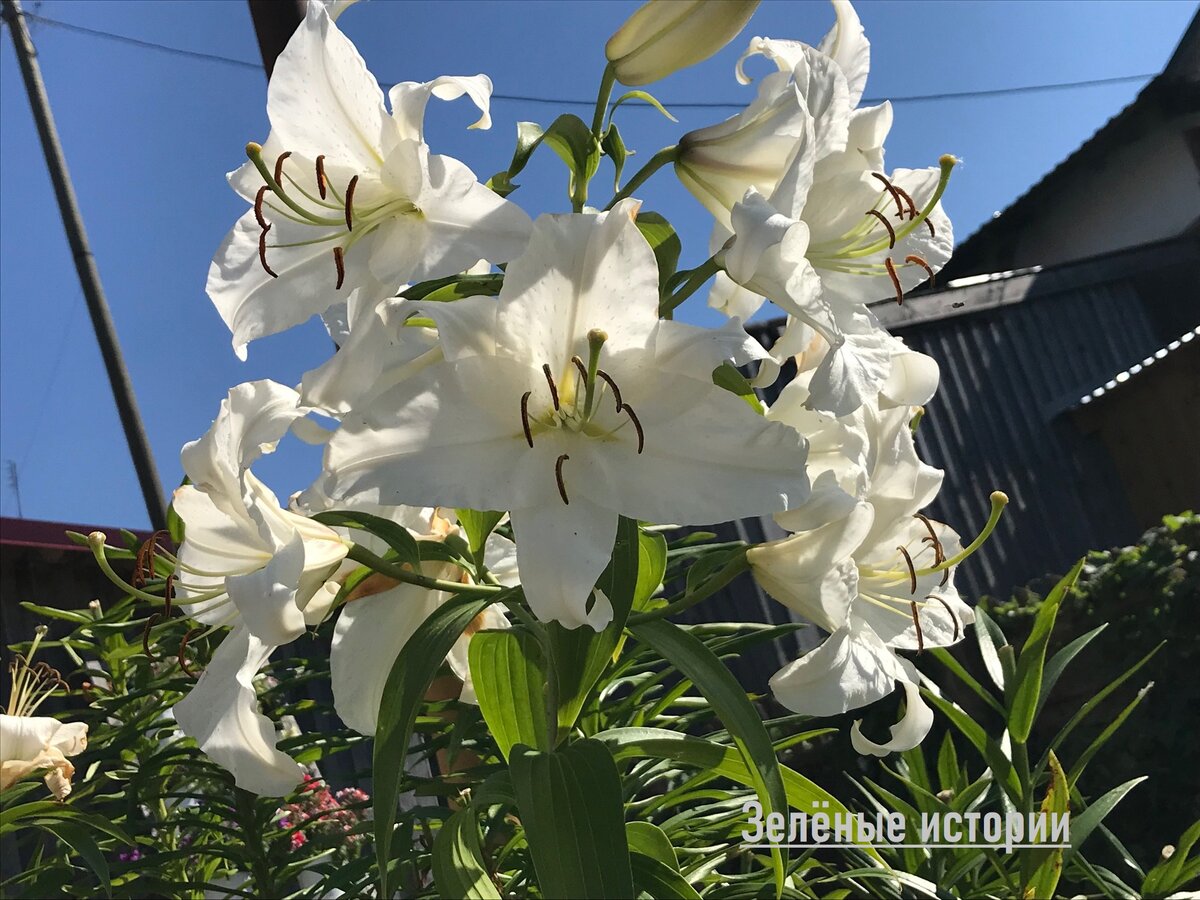 Все фото сделаны на моем участке