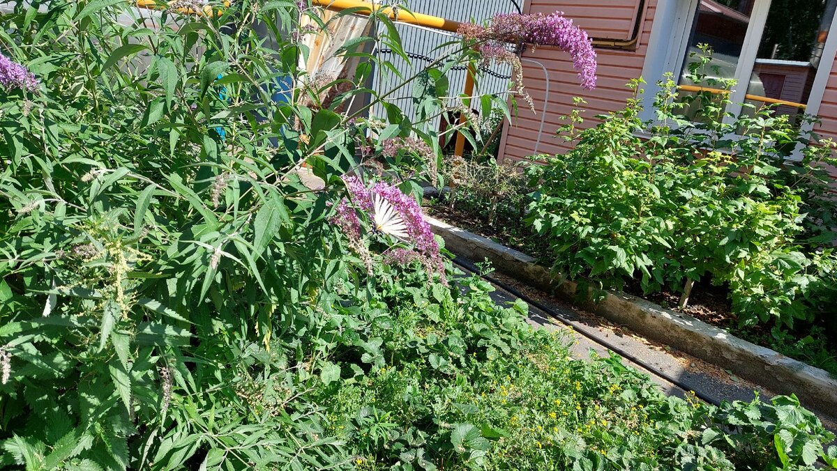 Бабочка прилетела.