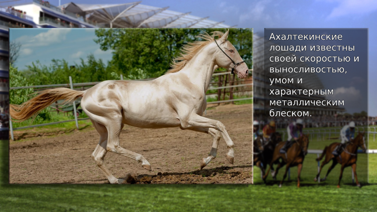 Ахалтекинская лошадь - уникальная порода