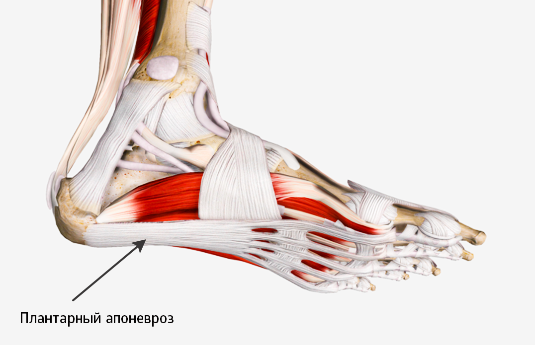 Тендиноз ахилловых сухожилий что это. Подошвенный апоневроз стопы. Подошвенный и пяточный апоневроз. Плантарная фасция анатомия.