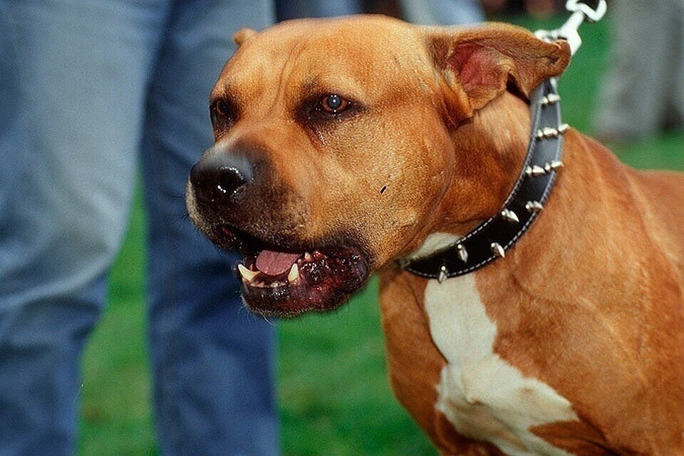     Стаффордширский терьер перегрыз горло собственному хозяину  GLOBAL LOOK PRESS