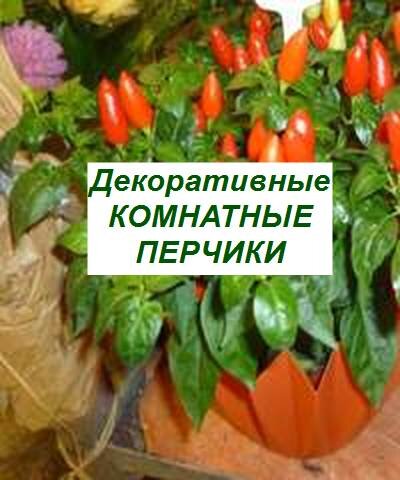 lдекоративные перчики дома