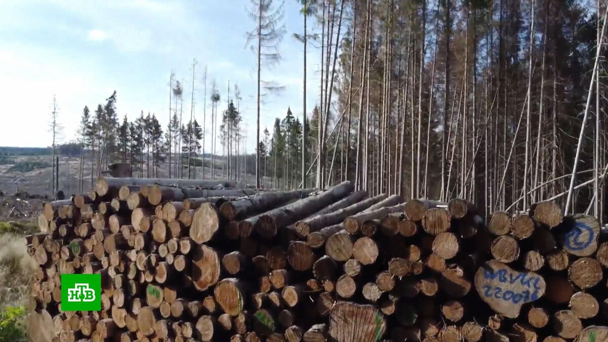 Европа переходит на дрова: к чему ведет энергетическая политика Старого  Света | НТВ: лучшее | Дзен