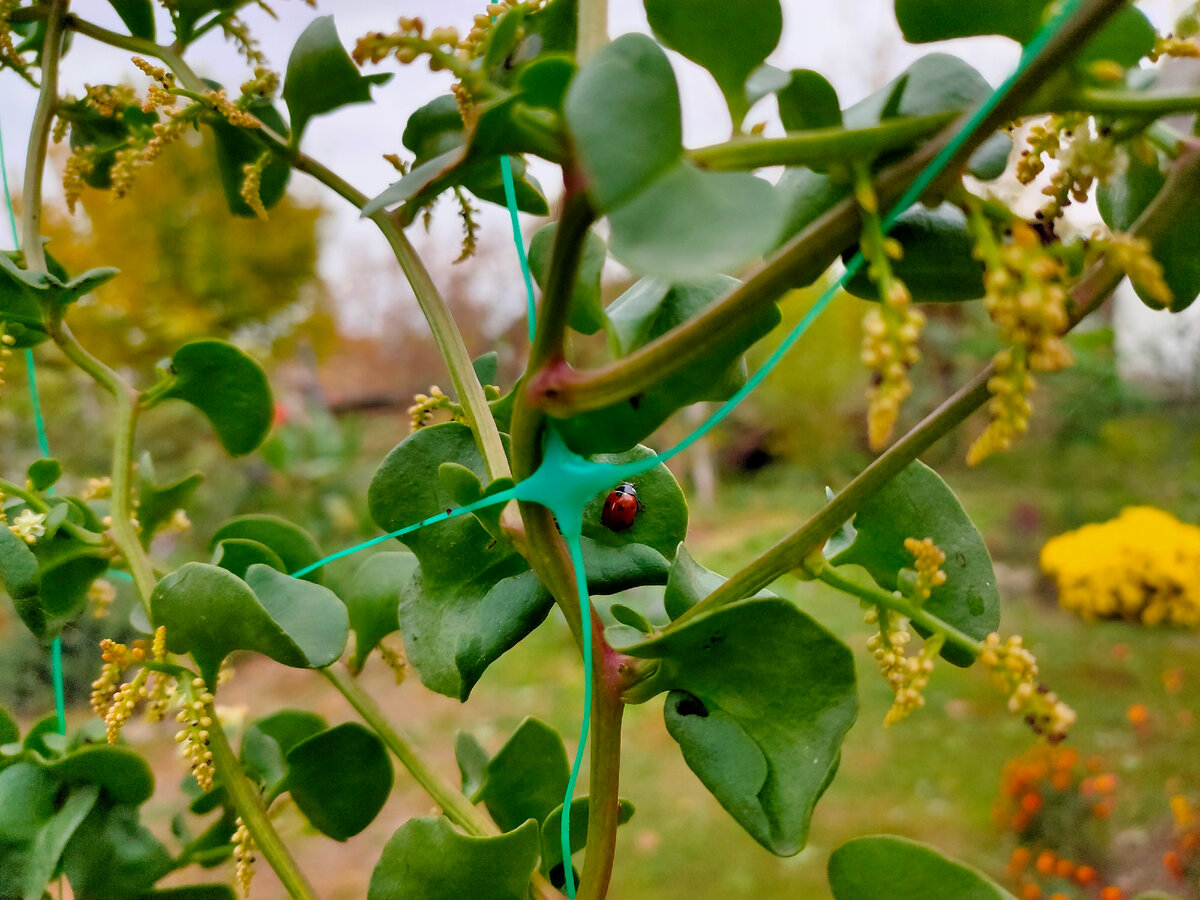 Божья коровка