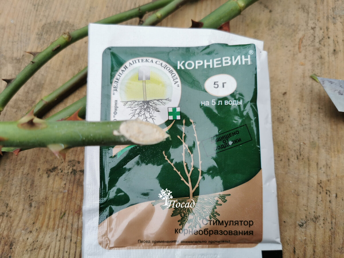 Осеннее черенкование роз быстро, просто, много. Никаких картошек и ...