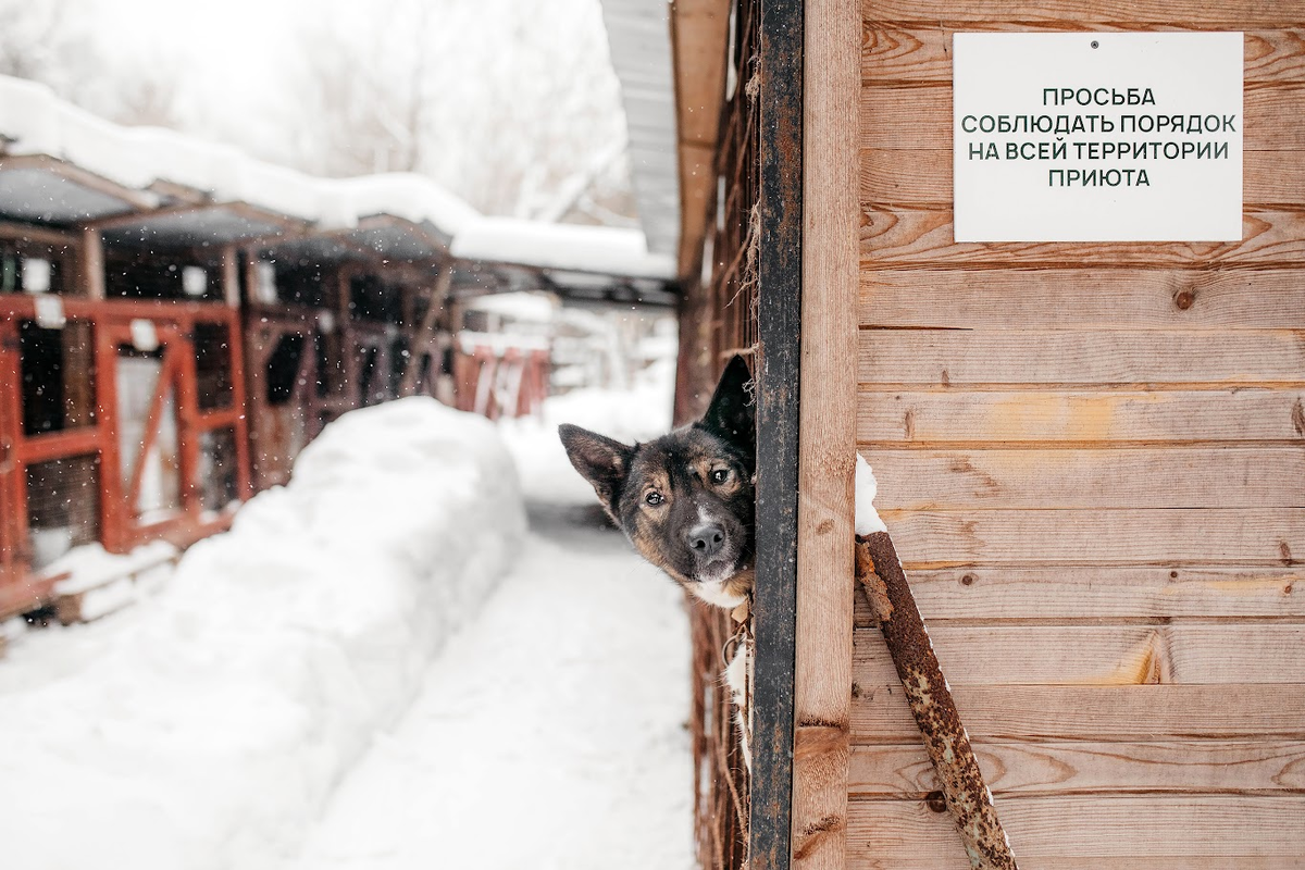 Приют «НИКА»