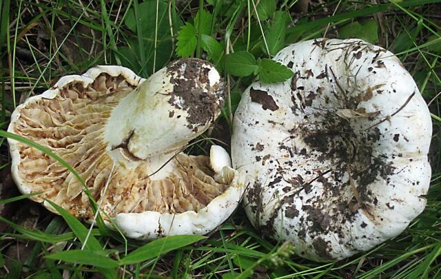 4 ложных груздя и как их отличить + похожие на грузди грибы, фото и описание