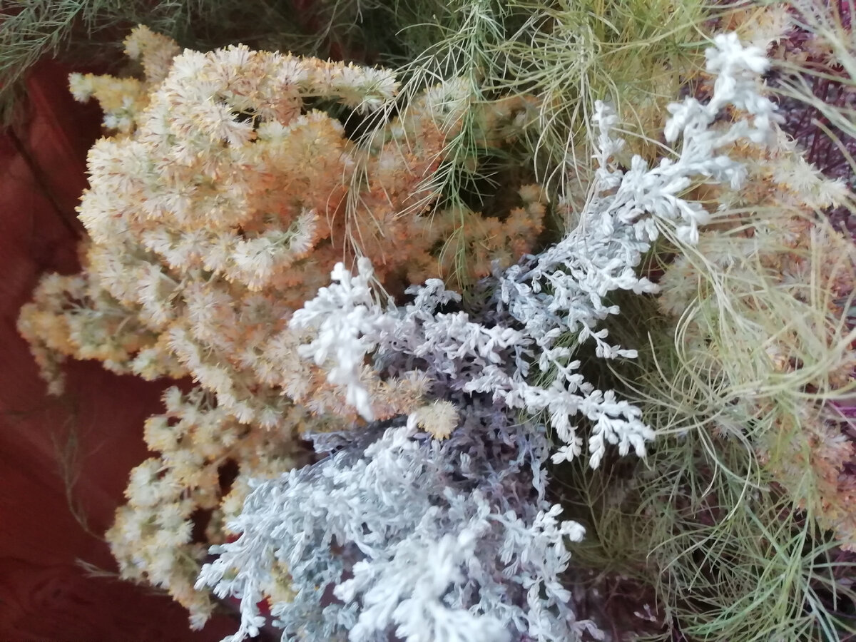 Фото автора полынь на плане полынь. 