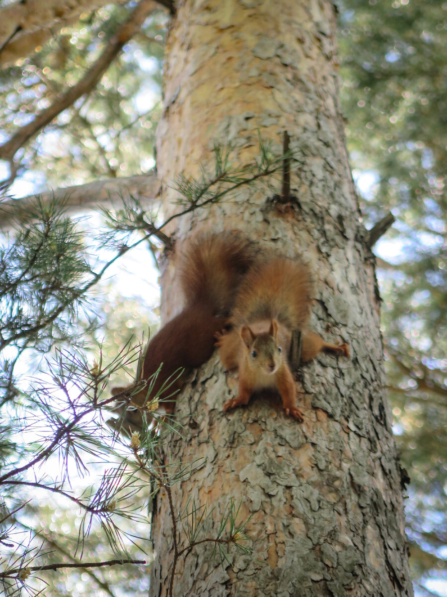 Черныш и Кнопка в детстве. 
